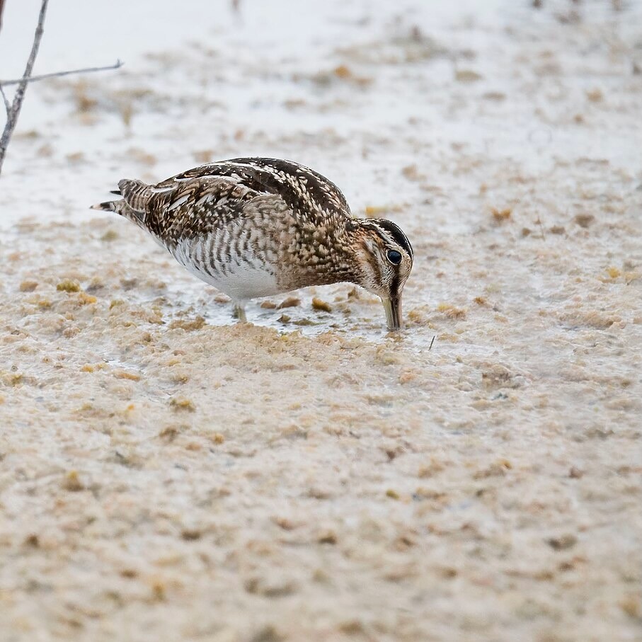 Wilson's snipe merritt island nwr 1.22.24 DSC 2692-topaz-denoiseraw-sharpen.jpg by lwolfartist is licensed under CC 2.0